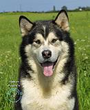 Alaskan Malamute 8T070D-03